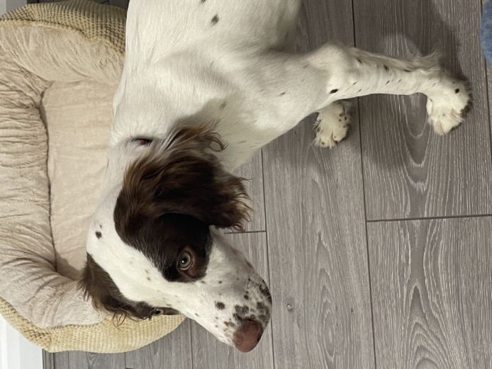 Female puppy springer spaniel 