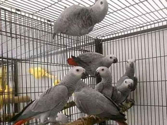 1 Year Talking Congo African Grey Parrots For Sale