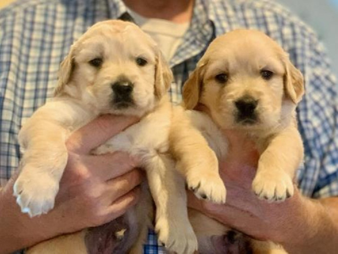 beautiful litter of golden retriever puppies