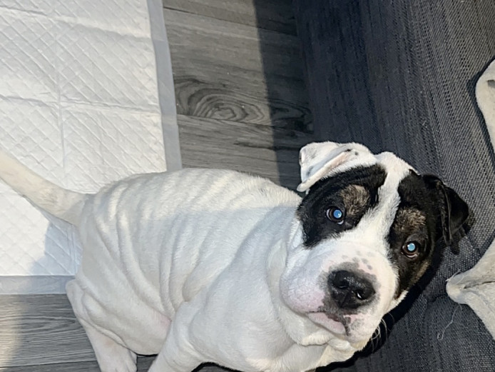 19 week old female bullpei for sale 