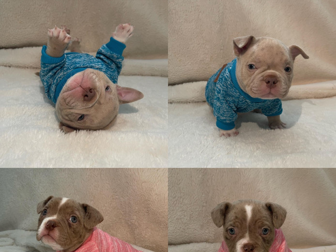 Stunning litter of micro bullies American bully Merle ABKC