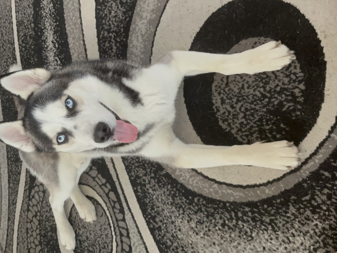 Beautiful pure husky for sale 