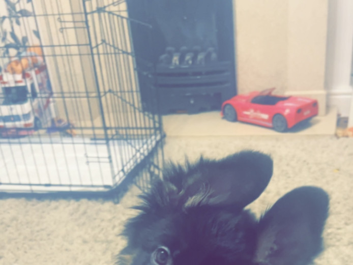 German Shepherd puppy