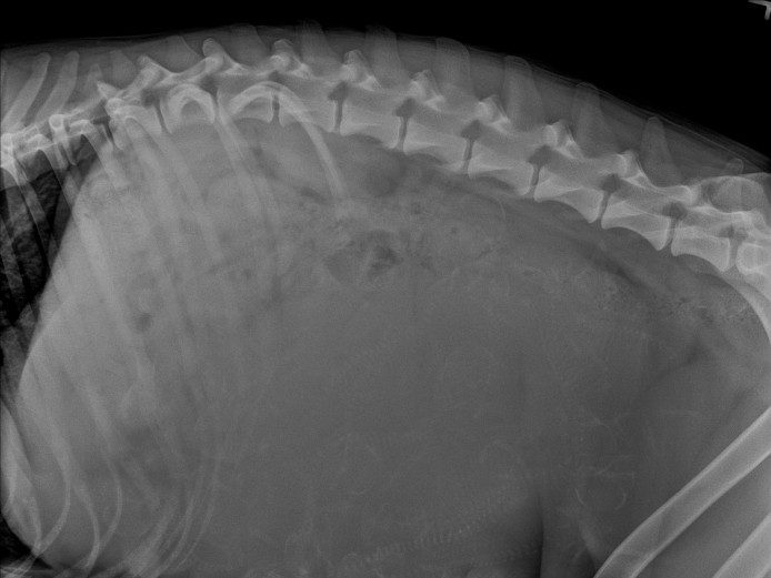 Purebred AKC Belgian Malinois Puppies