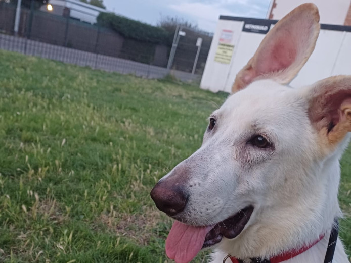 Beautiful German Shepherd for sale