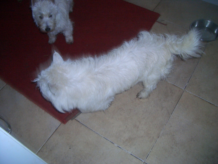 West Highland White Terrier