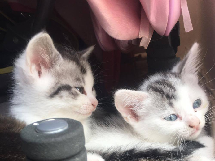 4 Beautiful kittens needing forever homes TODAY Mixed Breed for Sale Near Me in middlesex