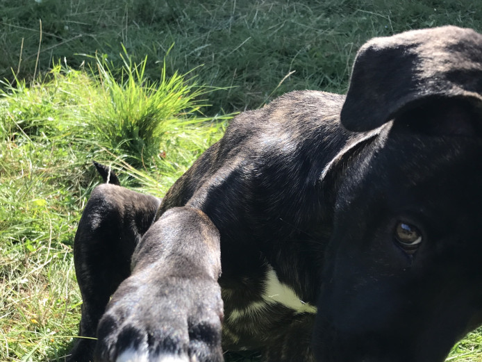 13 Week Male Cane Corso- With All Accesories 