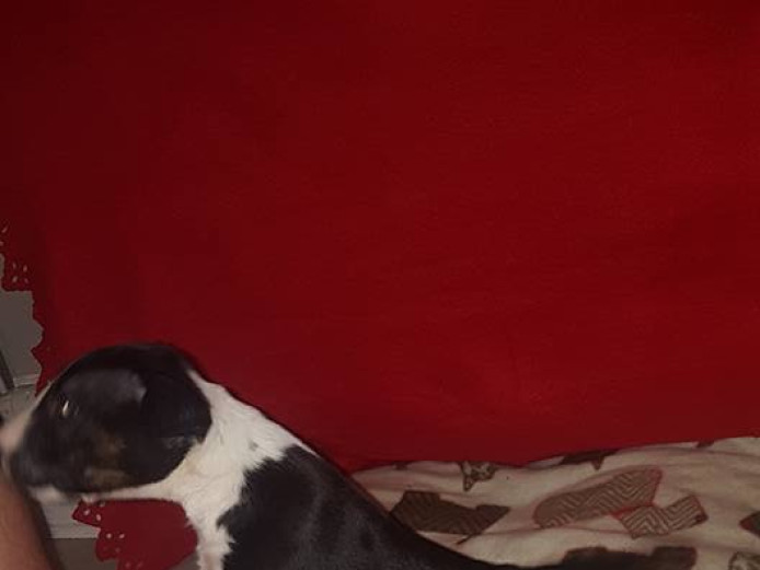 KC reg English bull terrier puppies
