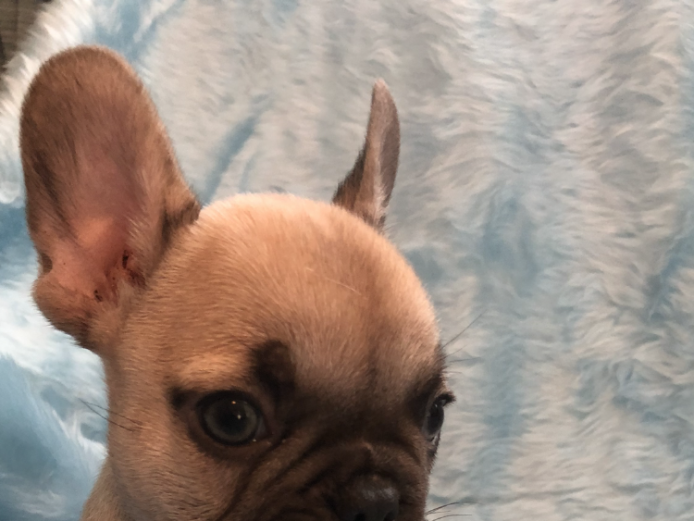 French Bulldog Puppies 