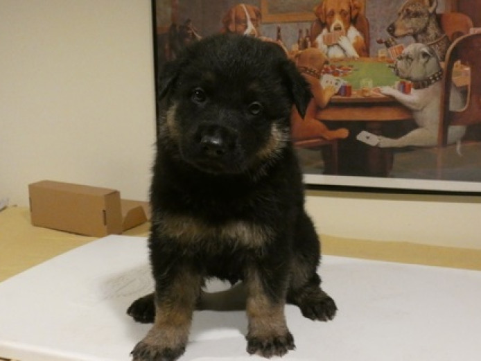 9 weeks old, Healthy Agile versatile German Shepherd puppies