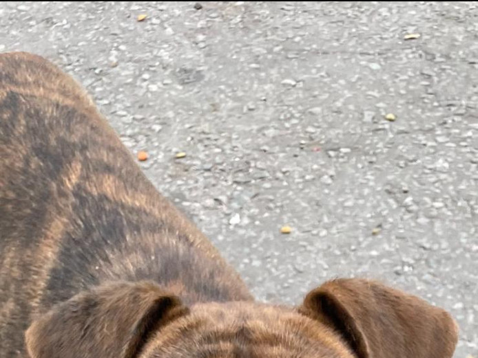 STAFFY X BOERBOEL MASTIFF