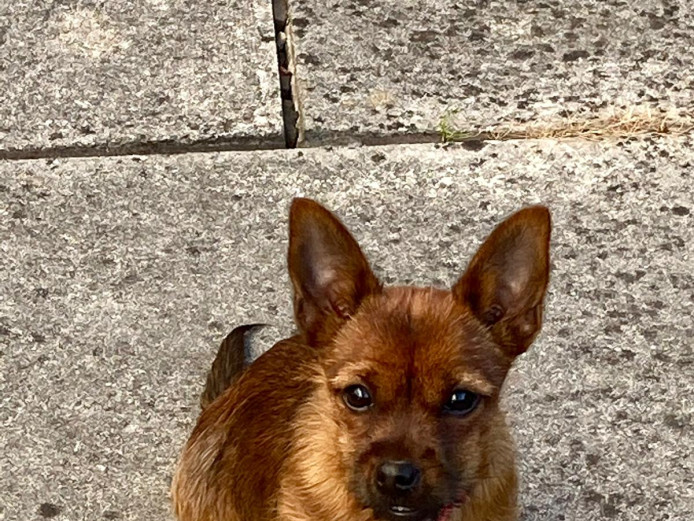 Shorkie girl 8 month old for sale, 