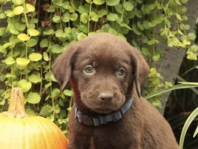 # Registered Lab puppies ready for their new homes.