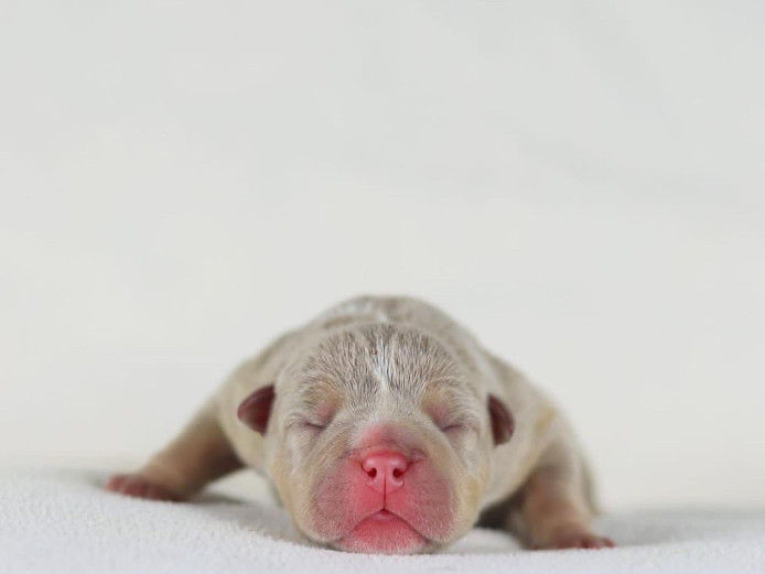 X2 COWBOY pockets girls and boys