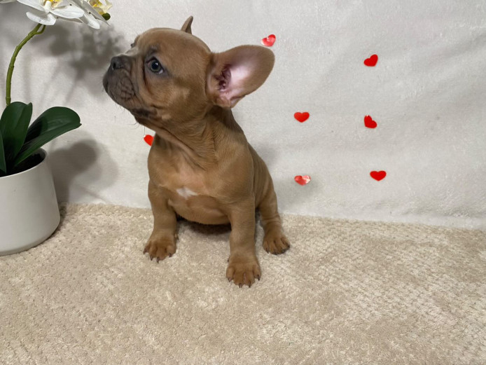 12 week old AKC French bulldog