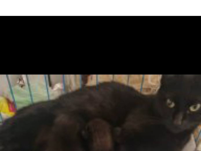 Cute kittens