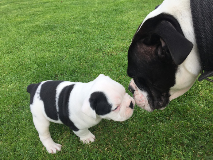 Old tyme bulldogs 