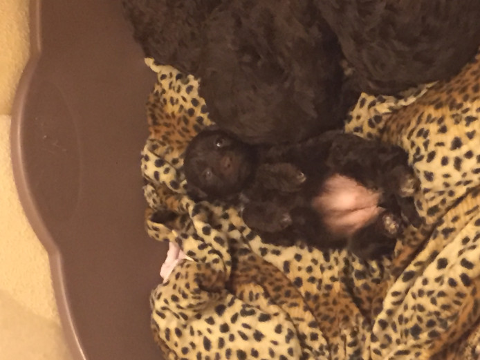 Chocolate cockapoo pups 