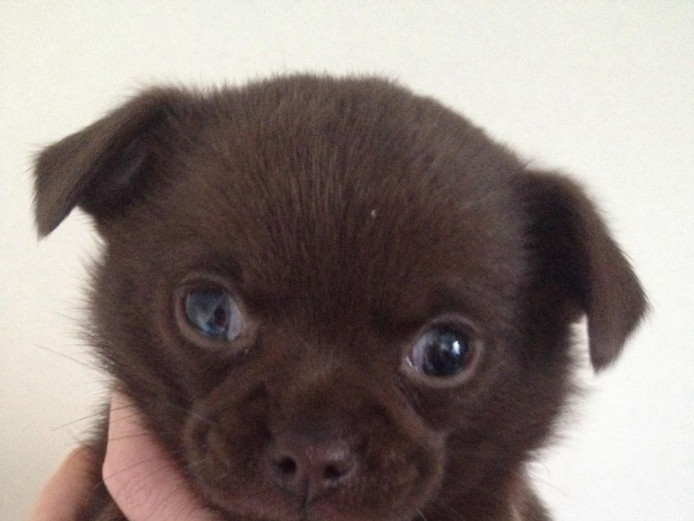 Chocolate Male Chihuahua