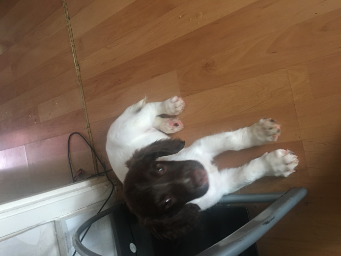 KC Reg English Springer Spaniel