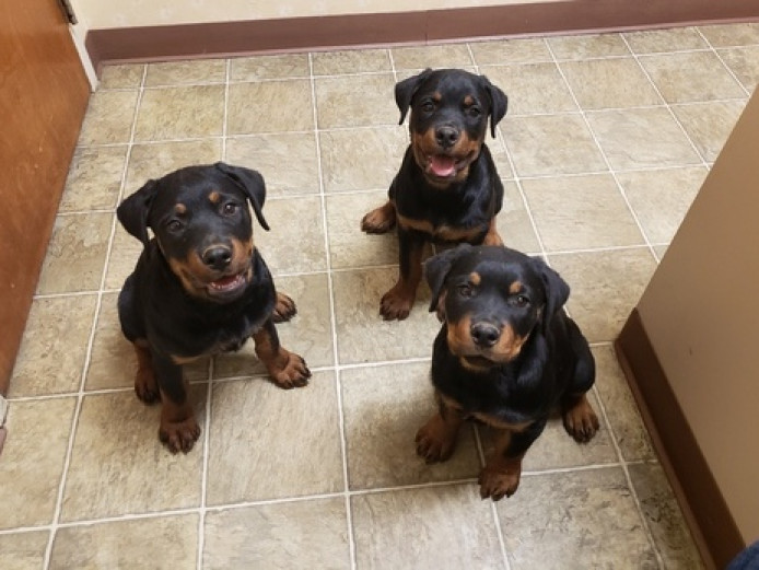 Highest Quality Rottweiler Puppies