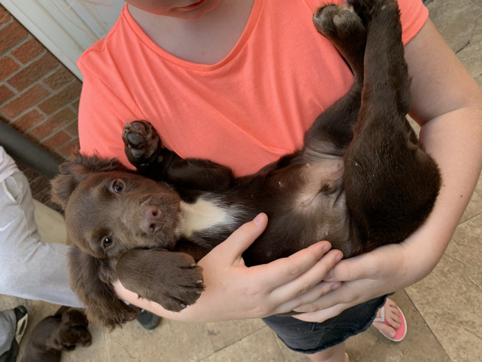 Mixed litter Sprocker Spaniel puppies
