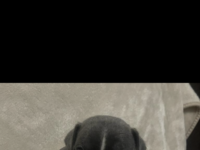 Beautiful litter of kennal registered French bulldog puppies