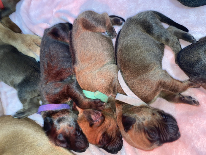 Beautiful ridgebacks for sale 