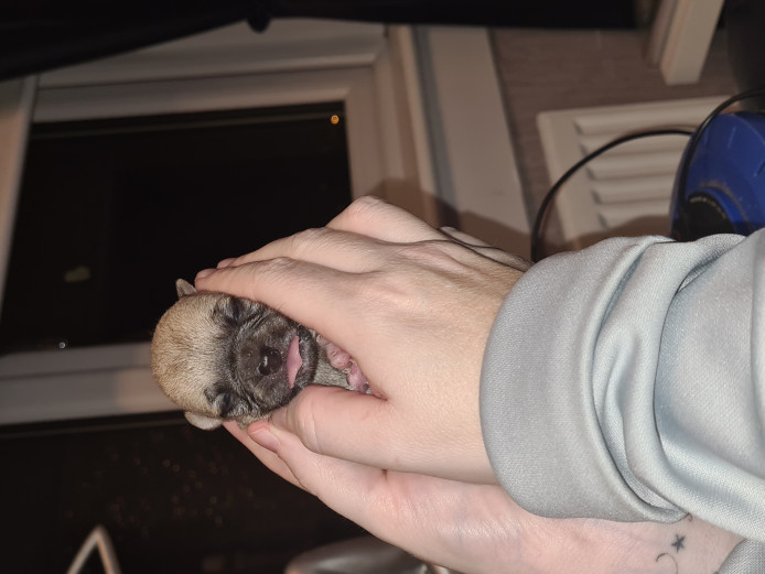 Chihuahua puppies for sale!