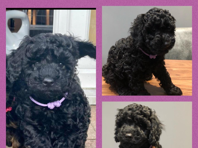 Cockapoo Puppies - 3 boys 2 girls