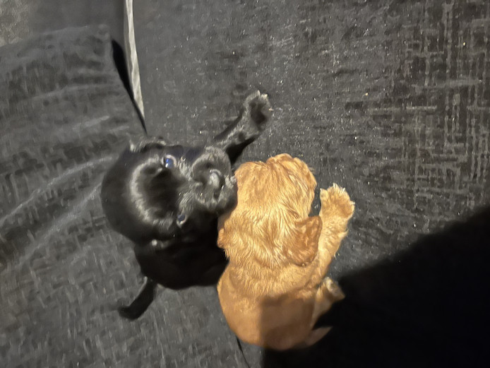 Cocker spaniel puppies 