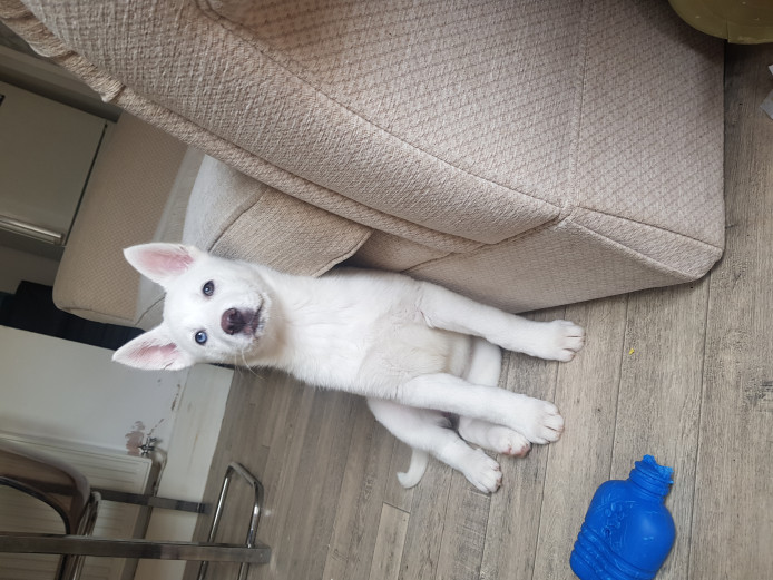 Beautiful all white husky puppy female 