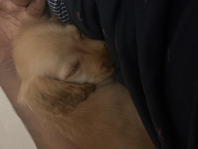 Cocker spaniel dog selling 