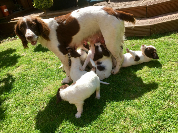 Beautiful Springer pups 2 Dogs 8 Bitches