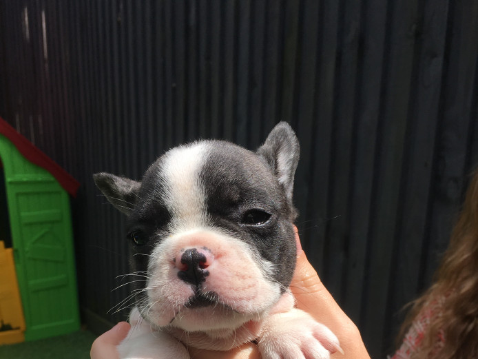 kc reg french bulldog