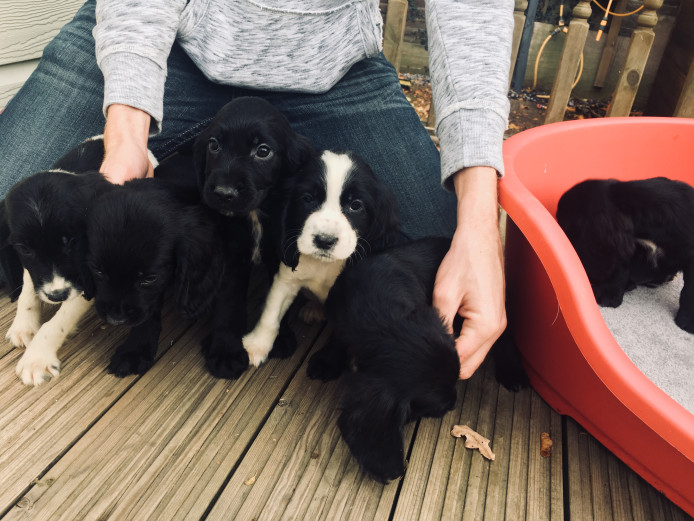Gorgeous working cocker spaniel puppies 