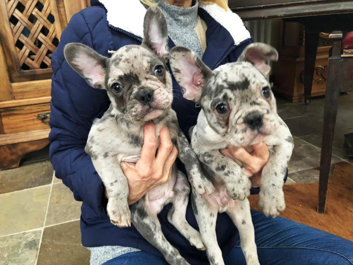 Amazing RARE BLUE MERLES French Bulldog Puppies For Sale