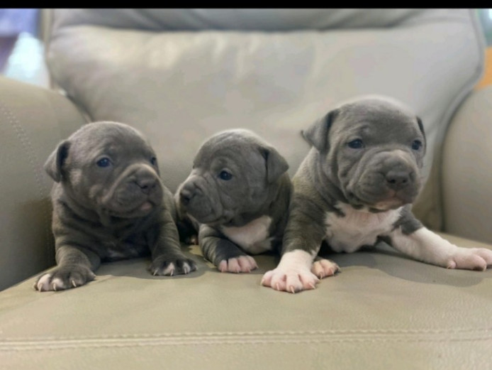 Stunning litter of Puppies 