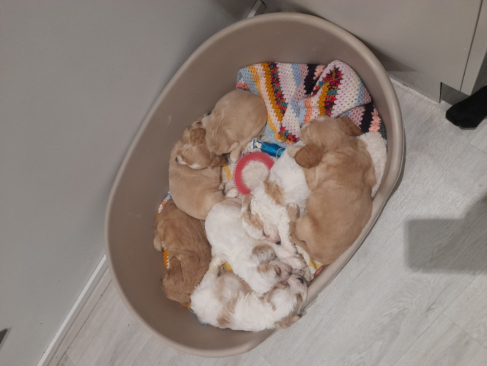 Cockapoo Puppies ready Thursday