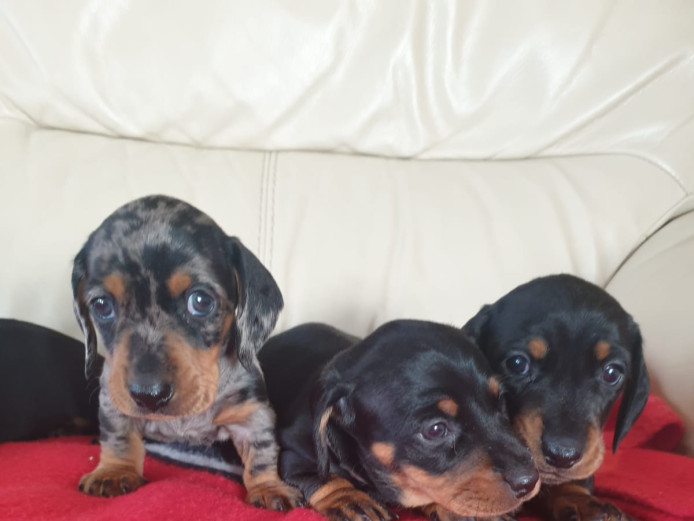 Adorable Miniature dachshund puppies