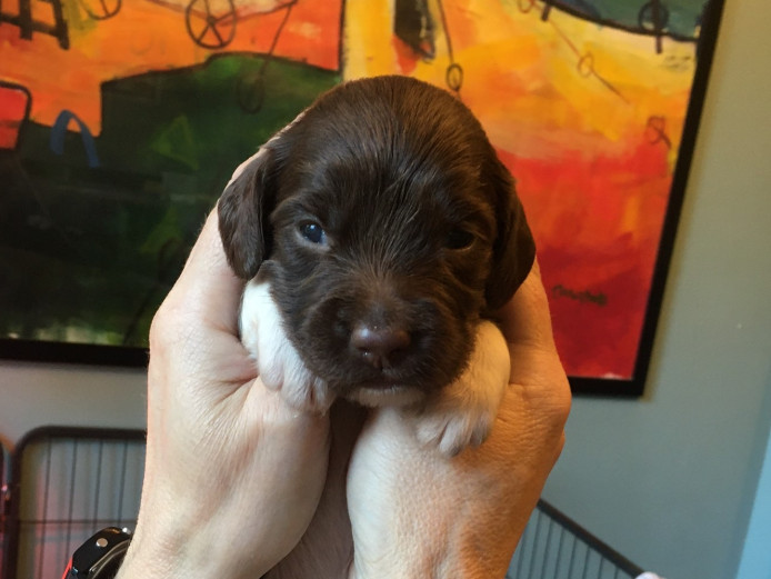 The Best Puppy Buying Experience You Will Ever Have