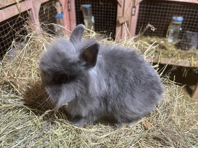 Adorable baby bunnies