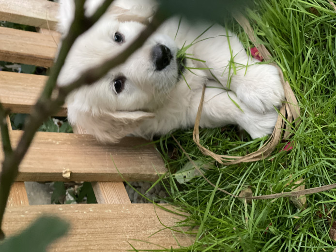 Golden retriever puppies KC registered 