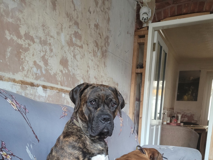 Bullmastif Puppies For Sale L@@K Due in 2-3 Weeks