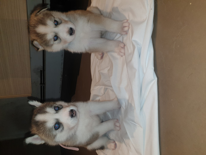 Beautiful Husky Puppies!