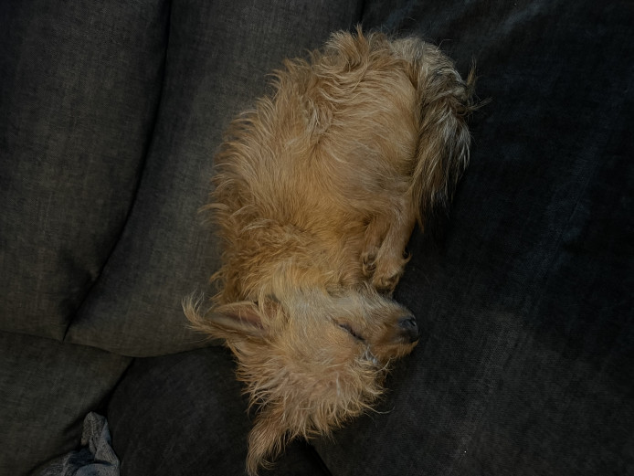 Barney - chihuahua cross poodle 