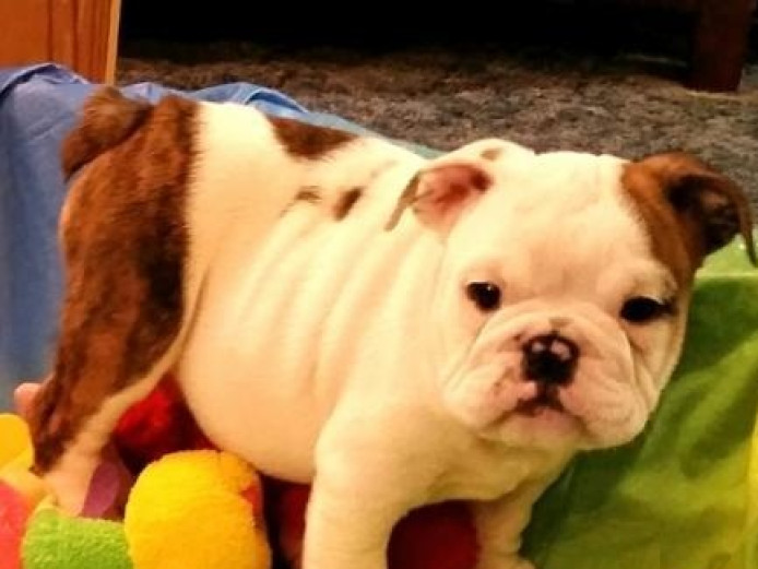 Gorgeous Chunky English Bulldog Puppies