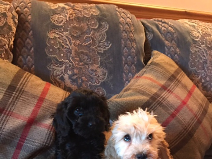 Adorable F1 Cockapoo Puppies