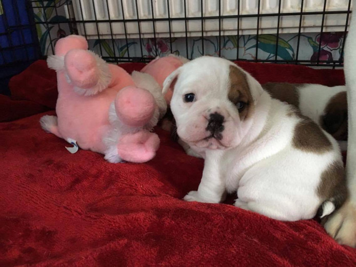 Old tyme bulldog puppy